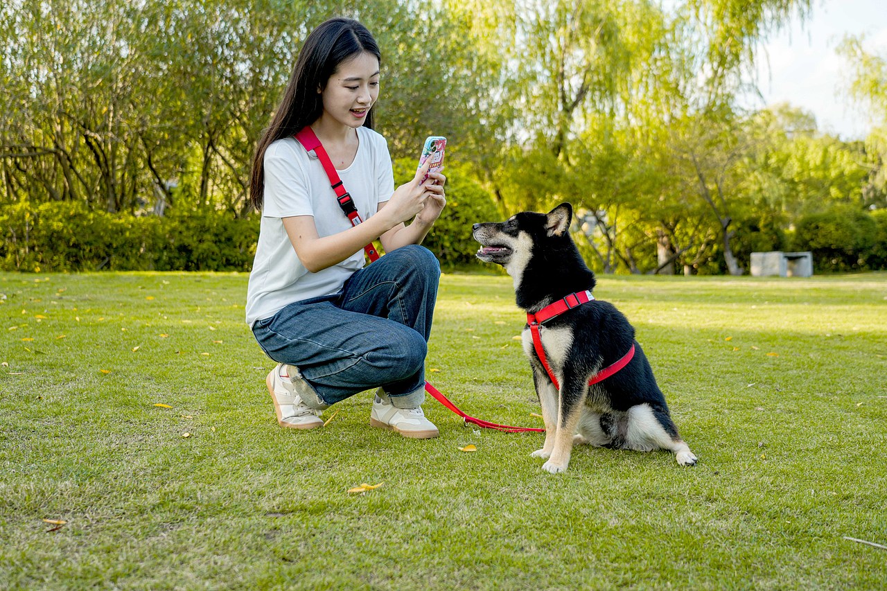宠物牵引绳产品摄影主图设计视频制作跨境电商亚马逊拍