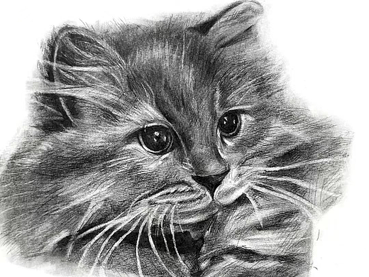 猫咪素描