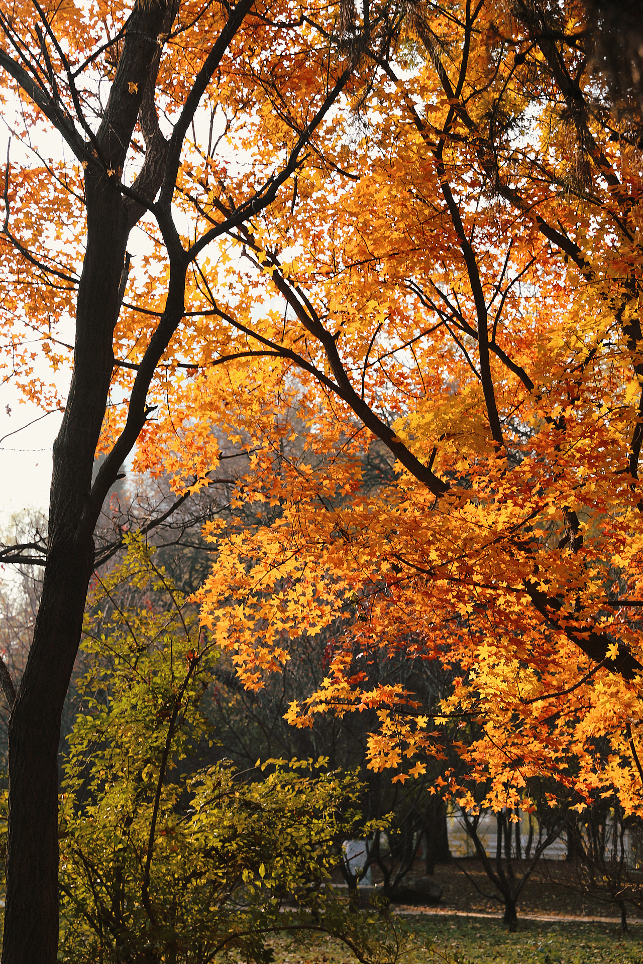 十月末的南湖公园