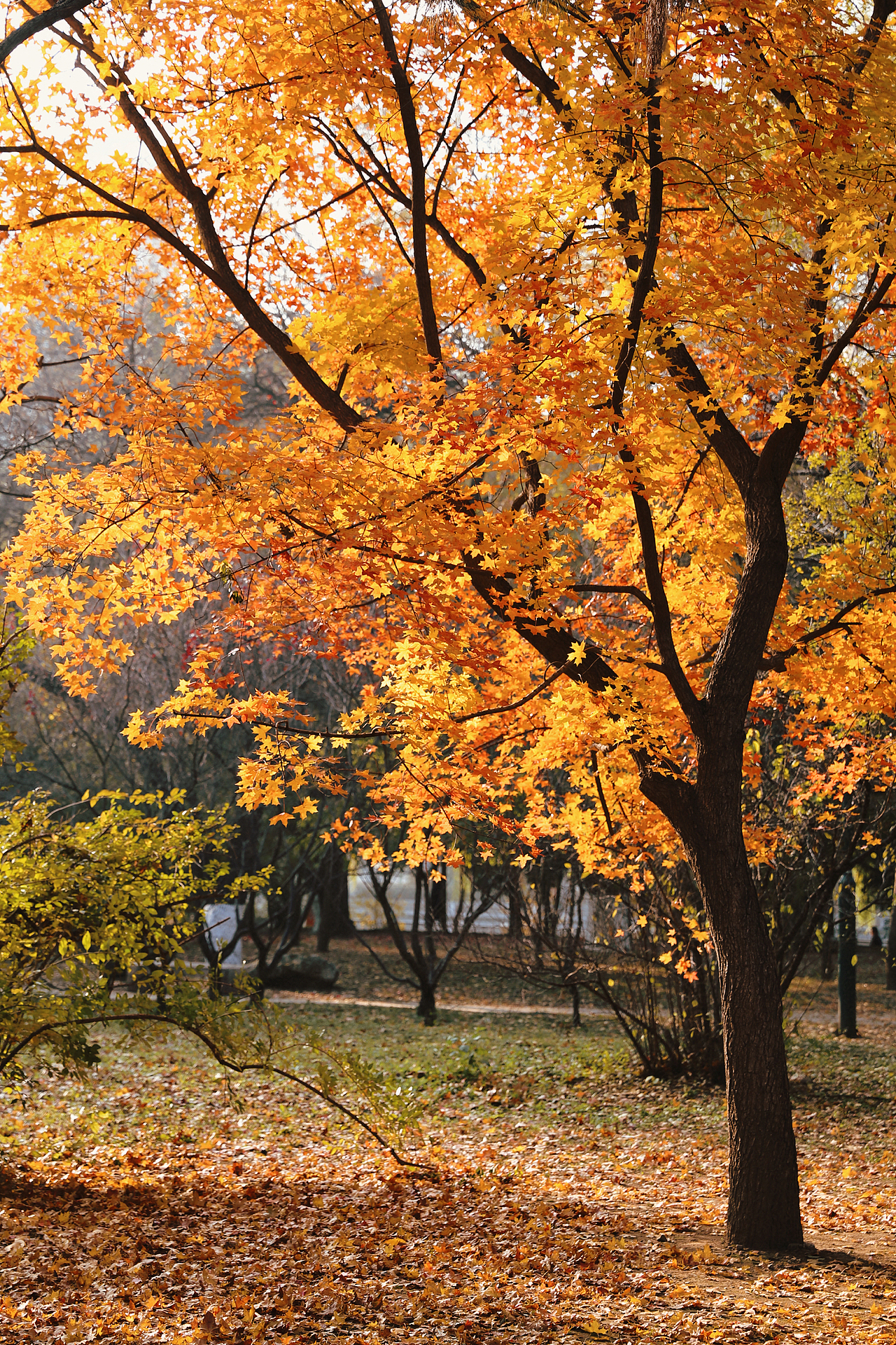 十月末的南湖公园