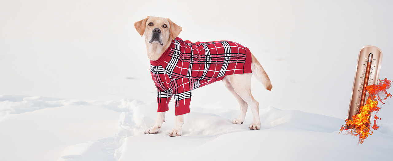 亚马逊主图设计视频制作宠物产品广告摄影详情制作淘宝