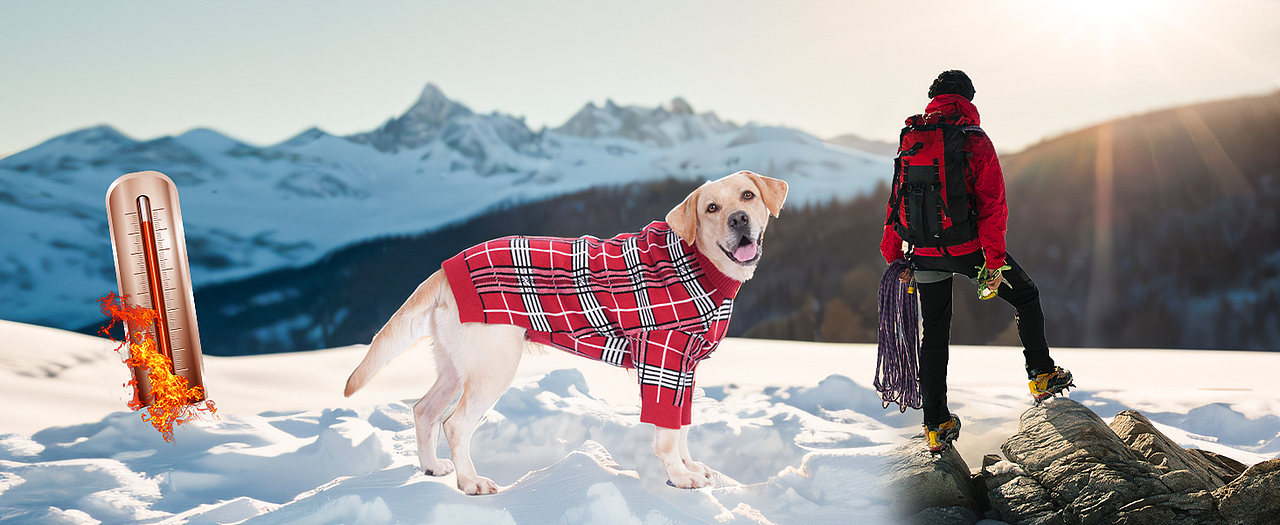 亚马逊主图设计视频制作宠物产品广告摄影详情制作淘宝