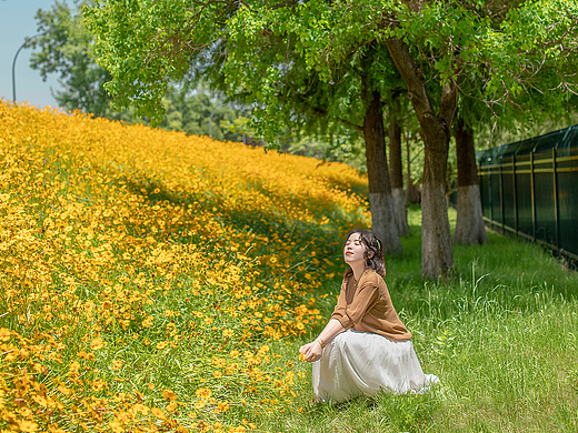 【五月南京】盛满黄金菊的初夏