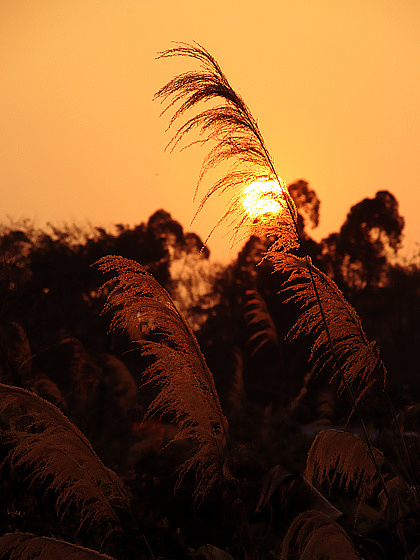 高级感的逆光摄影怎么拍？7个技巧教会你！（图ZMzc5OTM0MTYw） - 其他摄影 - 站酷设计师西安王老师摄影原创素材 - 站酷ZCOOL