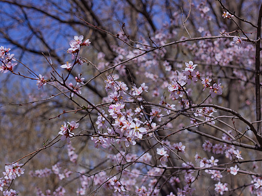 与图——春花