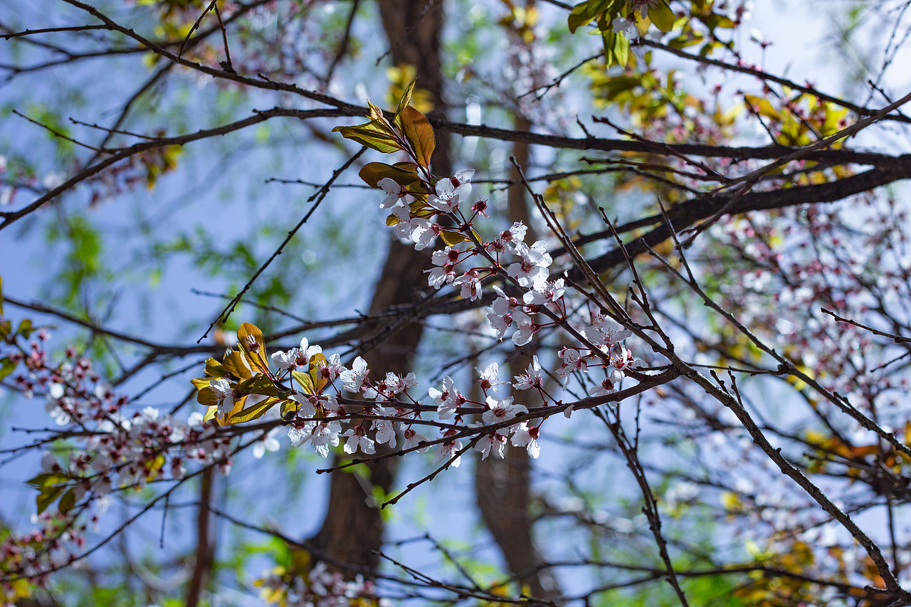 与图——春花（图ZMzc5OTU1Mzk2） - 风光摄影 - 站酷设计师旅途与图原创素材 - 站酷ZCOOL