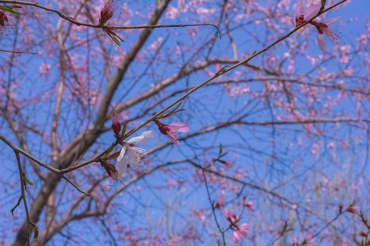 与图——春花（图ZMzc5OTU1NDAw） - 风光摄影 - 站酷设计师旅途与图原创素材 - 站酷ZCOOL