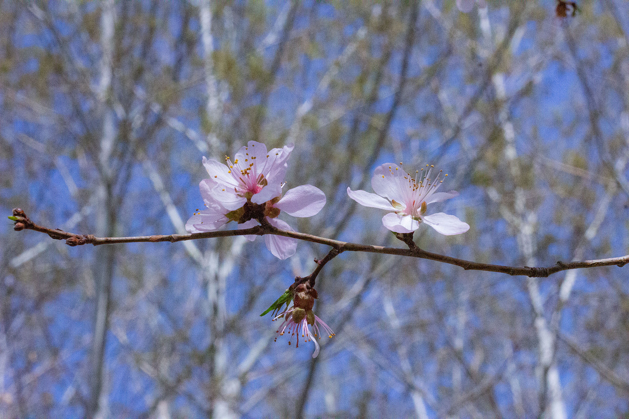 与图——春花（图ZMzc5OTU1NDEy） - 风光摄影 - 站酷设计师旅途与图原创素材 - 站酷ZCOOL