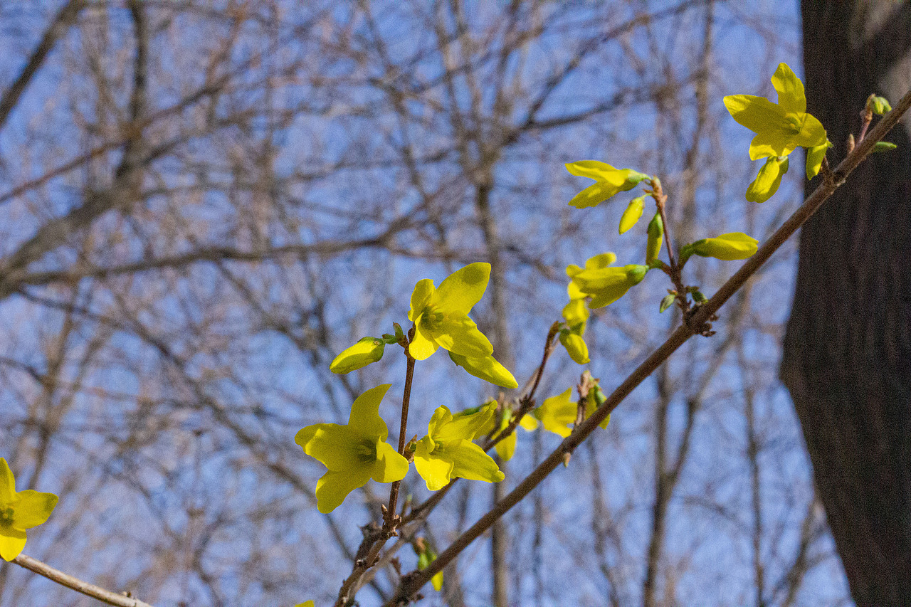 与图——春花（图ZMzc5OTU1NDI0） - 风光摄影 - 站酷设计师旅途与图原创素材 - 站酷ZCOOL