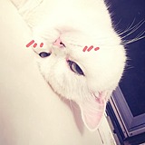 猫躺躺躺躺躺躺的头像