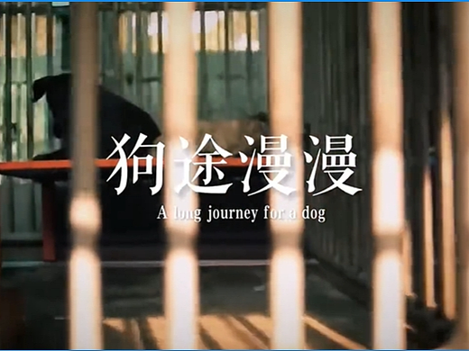 【纪录片】关于救助流浪狗的纪录片：狗途漫漫