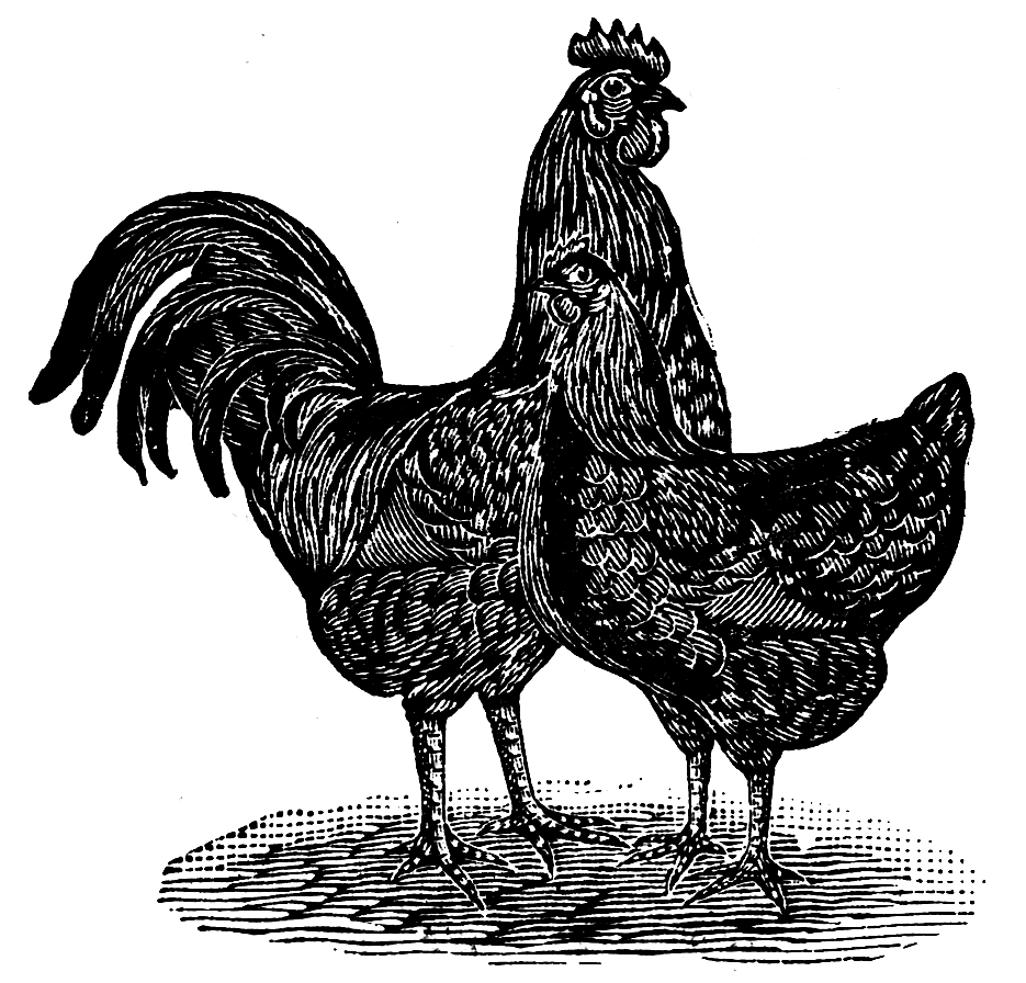 动物钢笔画（图ZMzgwMDI4ODAw） - 图案 - 站酷设计师归雪视觉原创素材 - 站酷ZCOOL