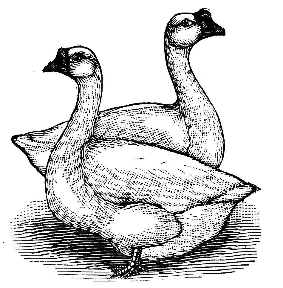 动物钢笔画（图ZMzgwMDI4ODQ0） - 图案 - 站酷设计师归雪视觉原创素材 - 站酷ZCOOL