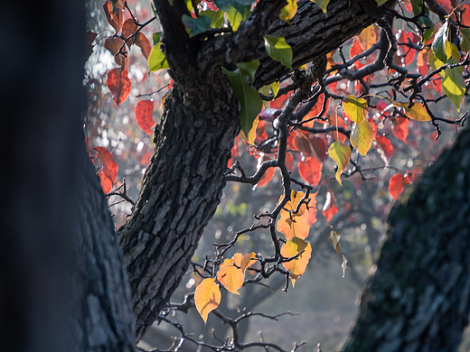 梨园赏叶
