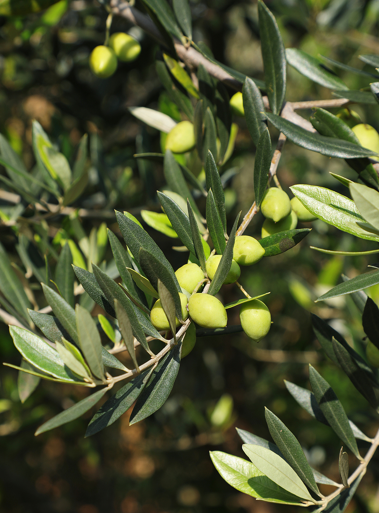 种植园,农场,鸡场,鸡蛋拍摄