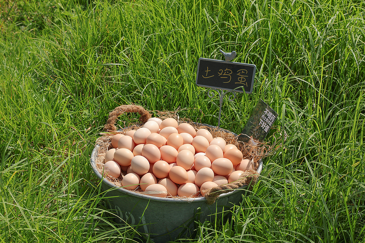 种植园，农场，鸡场，鸡蛋拍摄（图ZMzgwMTE4OTI4） - 产品摄影 - 站酷设计师雪子猴原创素材 - 站酷ZCOOL