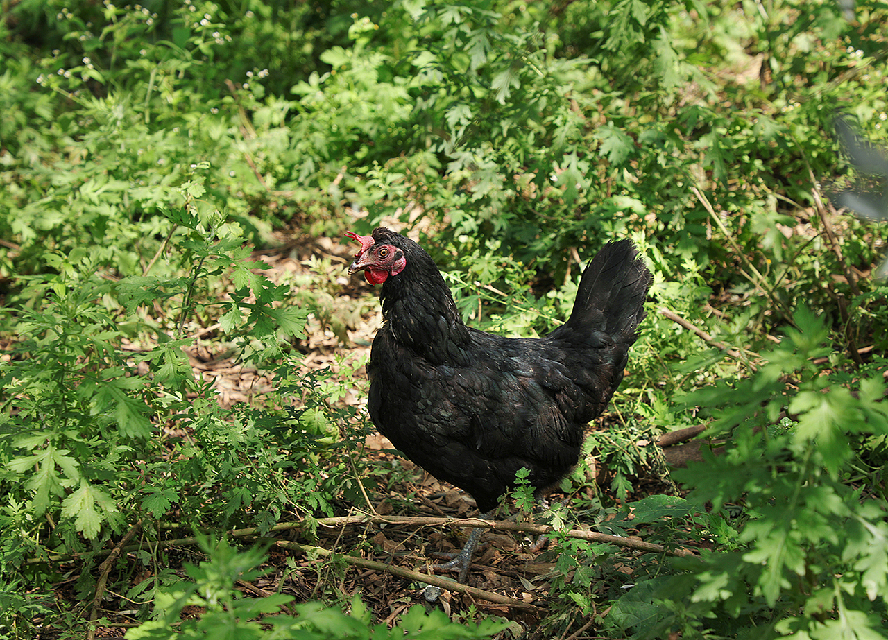 种植园,农场,鸡场,鸡蛋拍摄