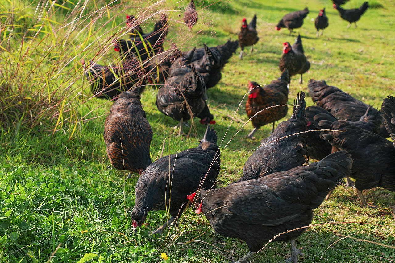 种植园,农场,鸡场,鸡蛋拍摄
