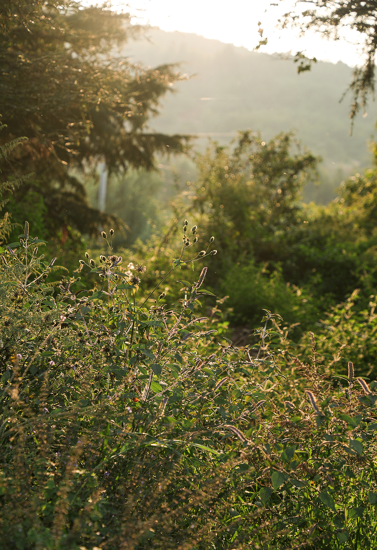 种植园,农场,鸡场,鸡蛋拍摄