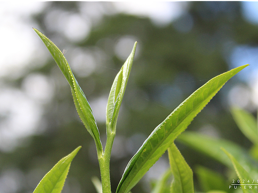 修茶（个人主页-ZNzA3MjI3MDg=） - 人文/纪实摄影 - 站酷设计师赵闲渔原创素材 - 站酷ZCOOL