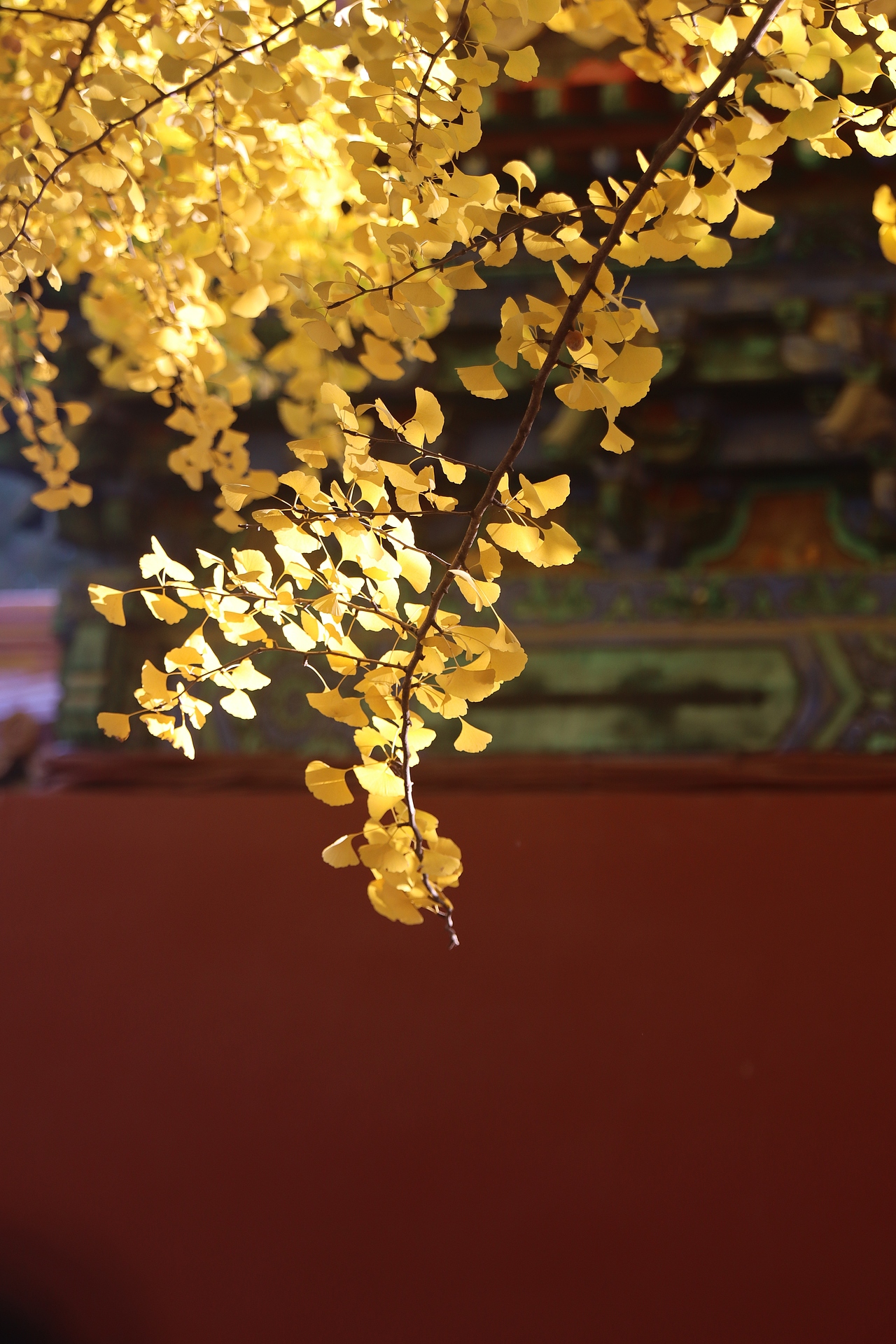 中山公園的秋天（圖ZMzgwMTI2MTQw） - 人像攝影 - 站酷設計師低調(diào)壹點原創(chuàng)素材 - 站酷ZCOOL