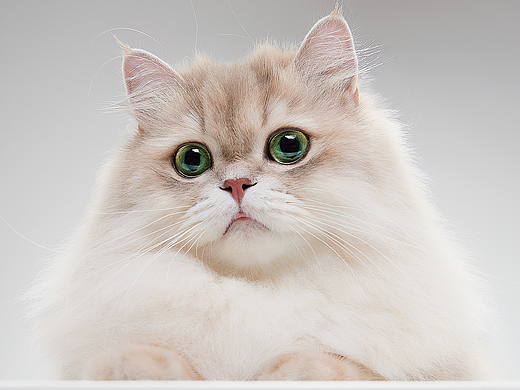 会发光的小猫｜MUMU