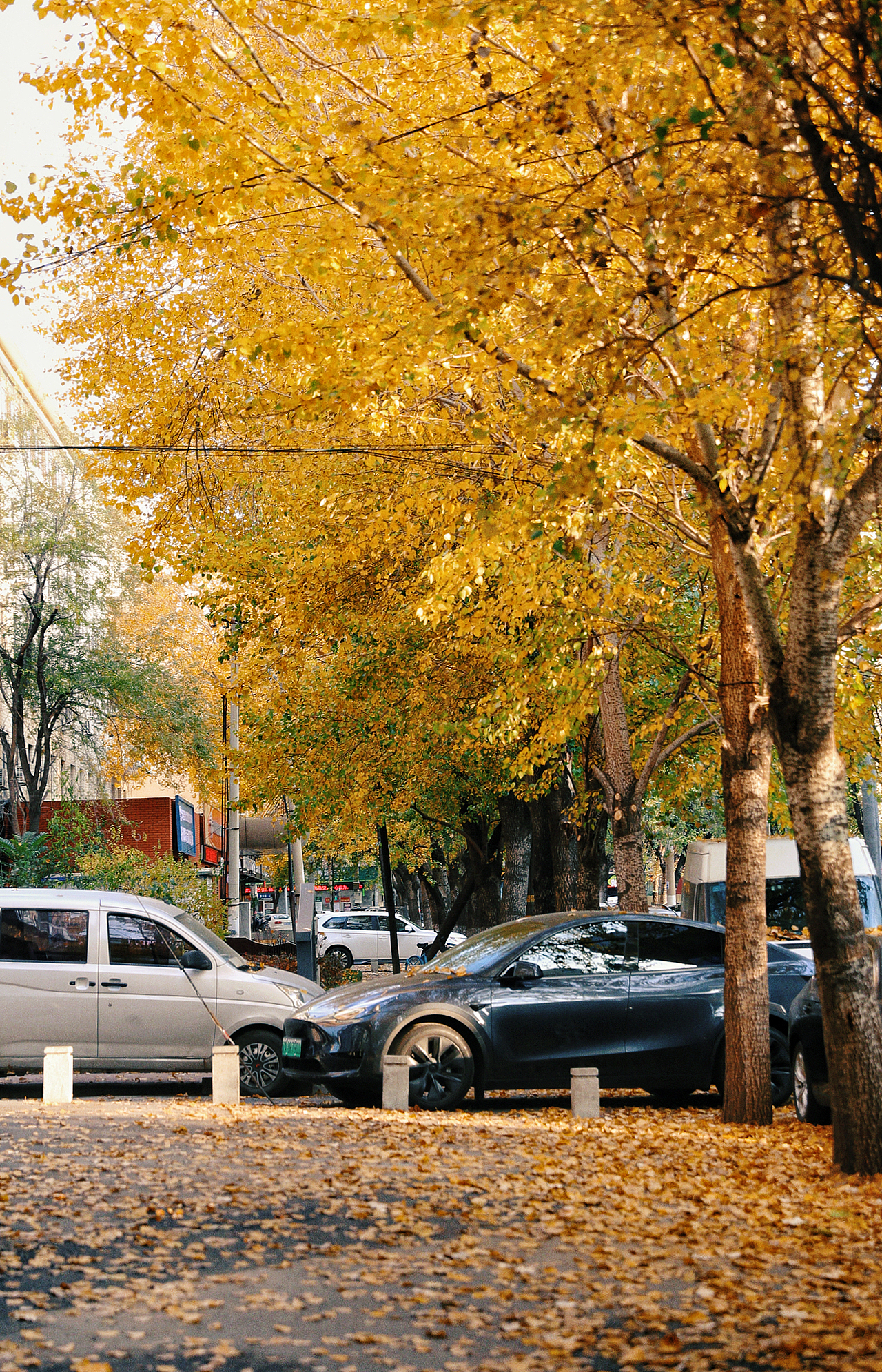留住2024最后的秋色（图ZMzgwMTMwMTEy） - 风光摄影 - 站酷设计师沫然不忘原创素材 - 站酷ZCOOL