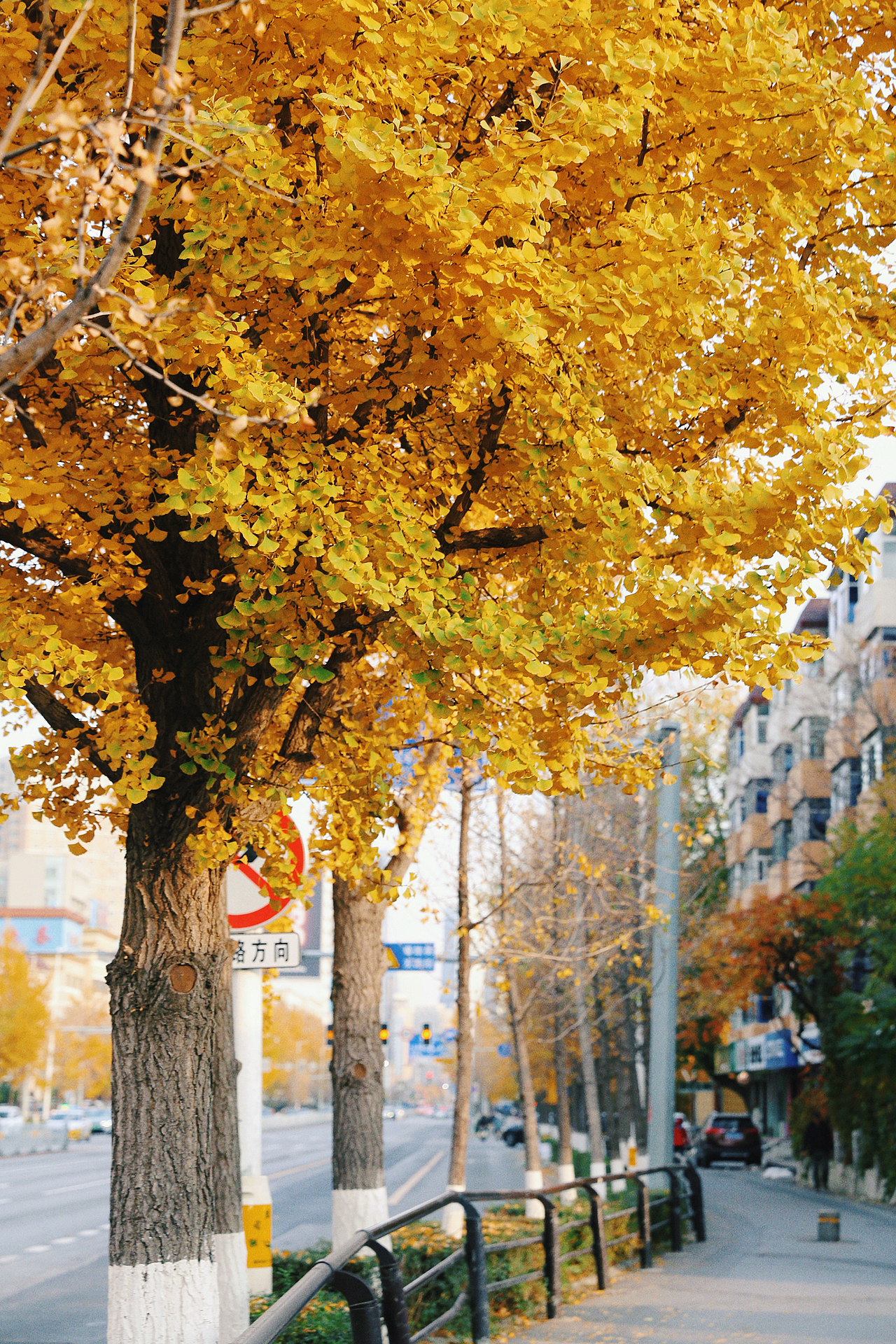 留住2024最后的秋色（图ZMzgwMTMwMTIw） - 风光摄影 - 站酷设计师沫然不忘原创素材 - 站酷ZCOOL