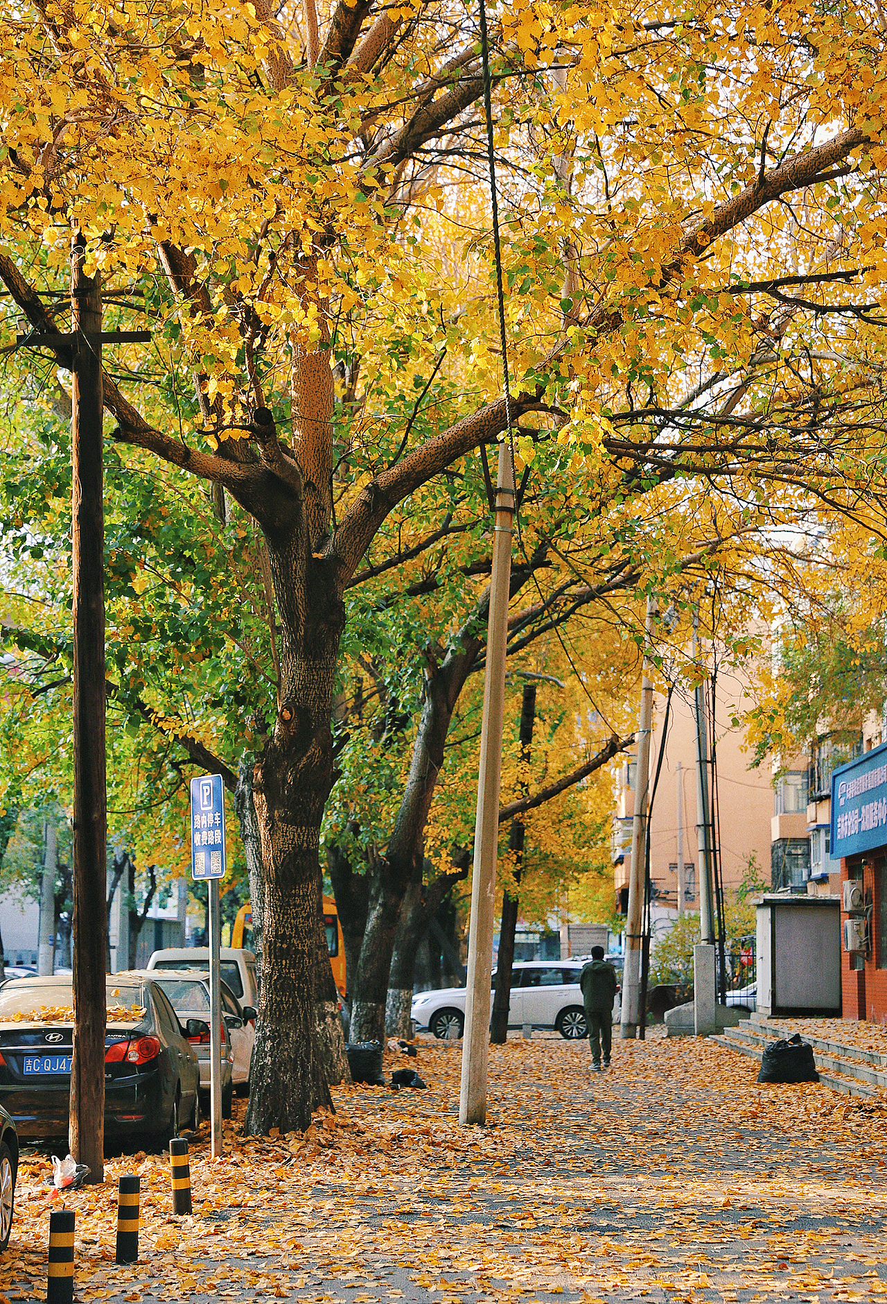 留住2024最后的秋色（图ZMzgwMTMwMDk2） - 风光摄影 - 站酷设计师沫然不忘原创素材 - 站酷ZCOOL