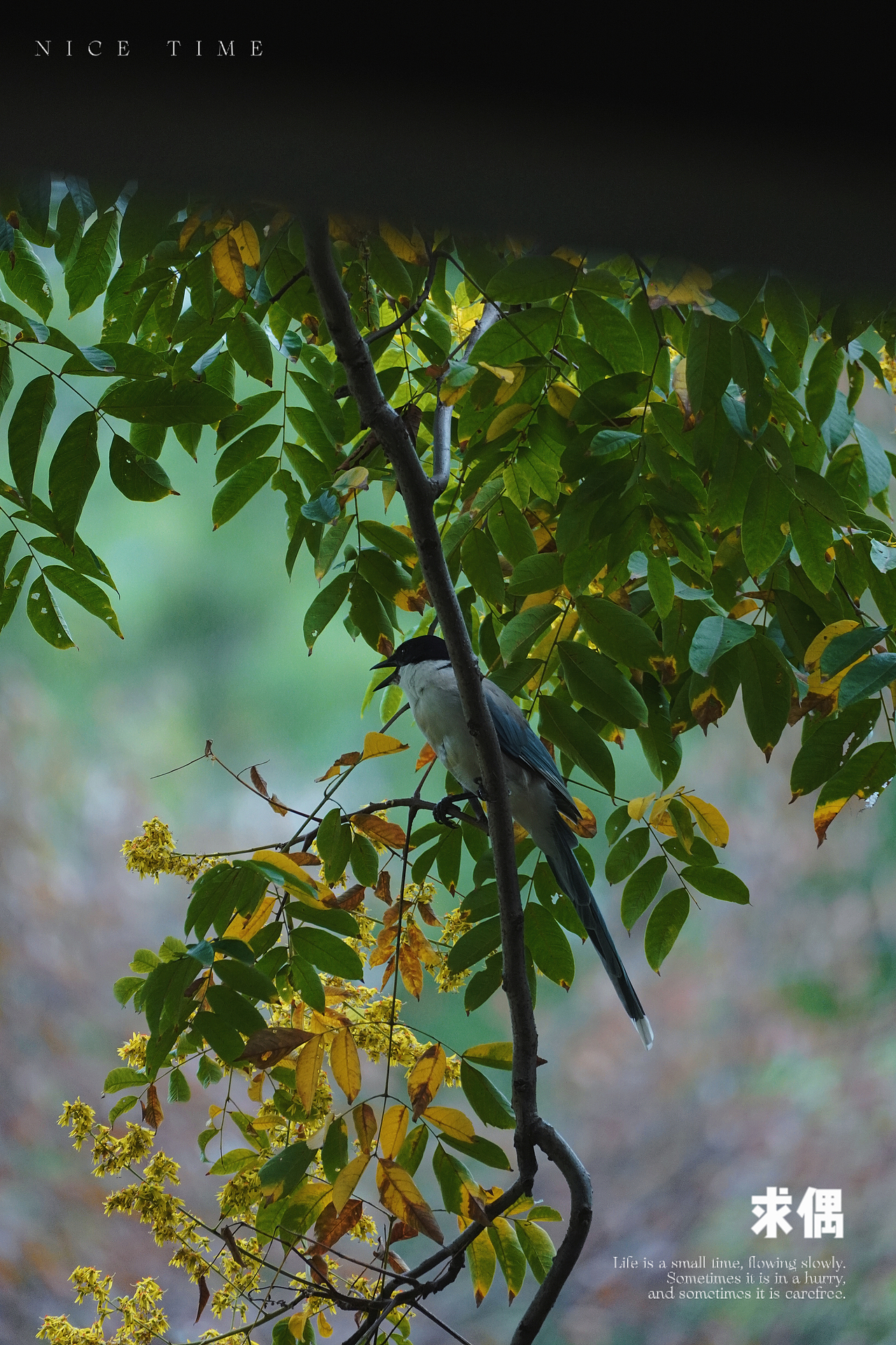 📸 中秋节丨解放公园（图ZMzgwMTMwMjI4） - 人文/纪实摄影 - 站酷设计师赛因sin丶原创素材 - 站酷ZCOOL