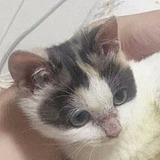 pippi皮皮的头像
