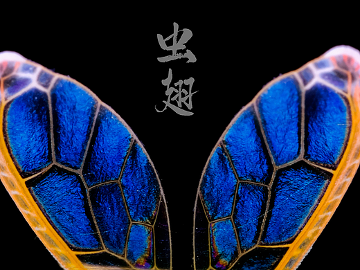属于大自然的色彩