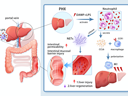 生物醫(yī)學(xué)科普插畫