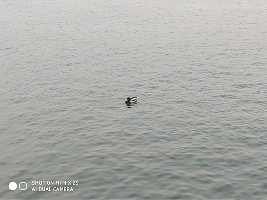 绿头鸭