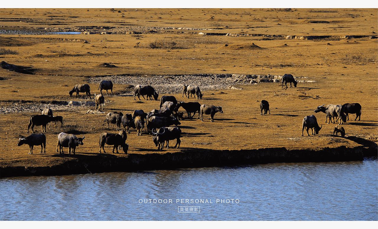 最终还是来放牛了（图ZMzgwNDExODYw） - 人文/纪实摄影 - 站酷设计师莫莫摄影原创素材 - 站酷ZCOOL