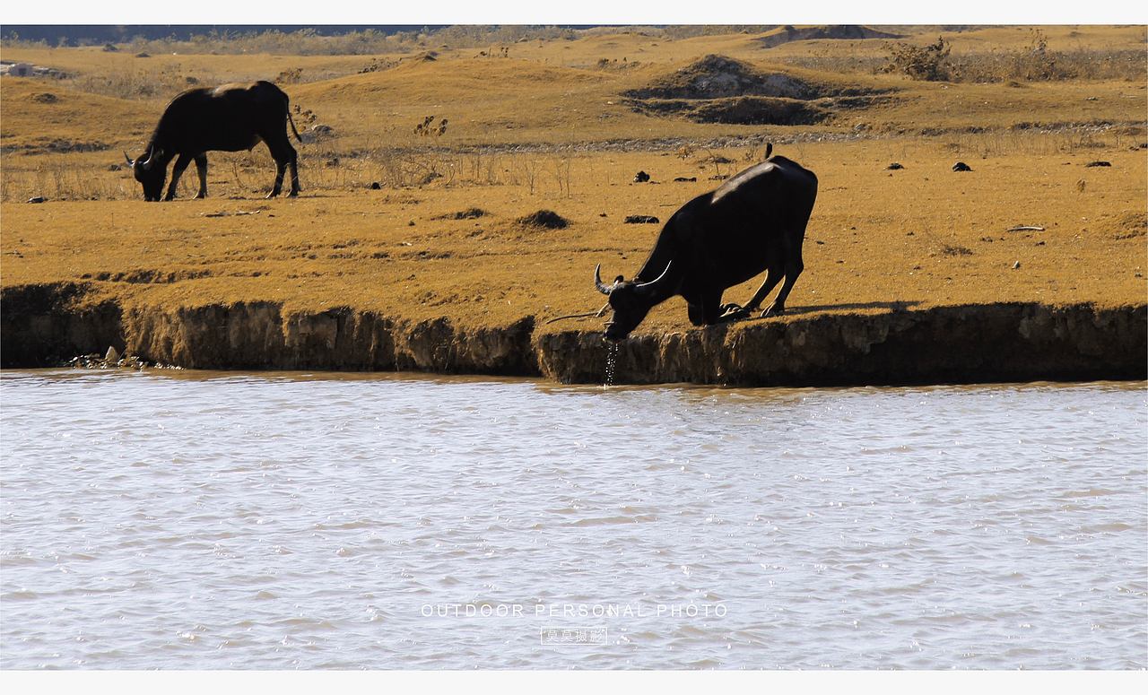 最终还是来放牛了（图ZMzgwNDExODQw） - 人文/纪实摄影 - 站酷设计师莫莫摄影原创素材 - 站酷ZCOOL