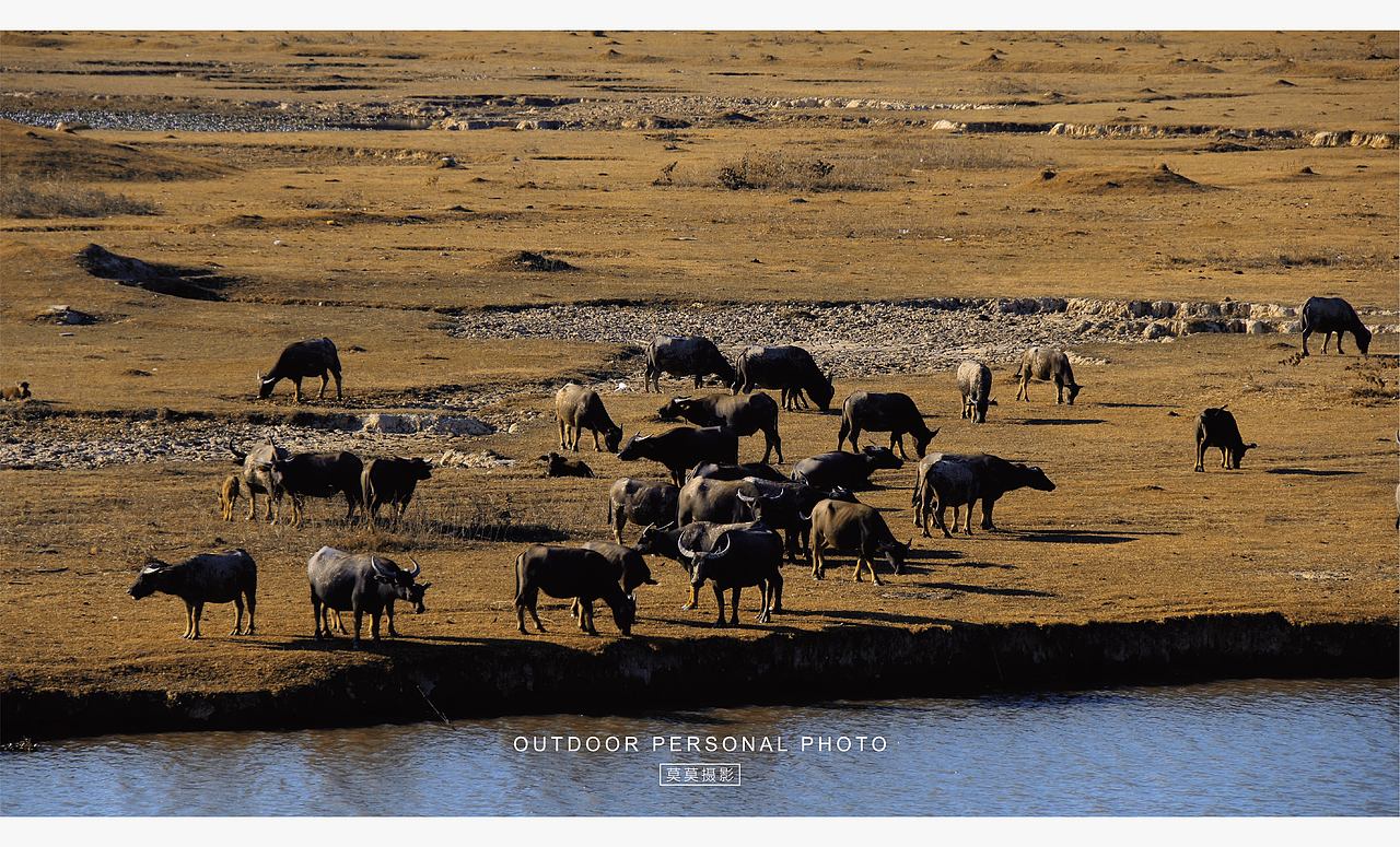 最终还是来放牛了（图ZMzgwNDExODY4） - 人文/纪实摄影 - 站酷设计师莫莫摄影原创素材 - 站酷ZCOOL