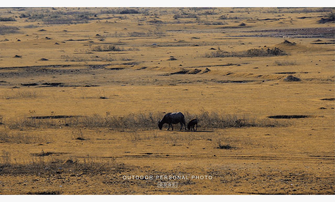 最终还是来放牛了（图ZMzgwNDExOTA4） - 人文/纪实摄影 - 站酷设计师莫莫摄影原创素材 - 站酷ZCOOL