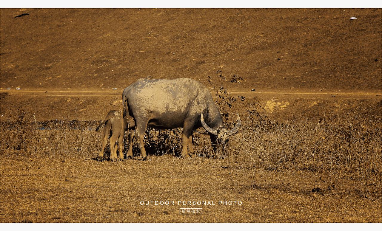最终还是来放牛了（图ZMzgwNDExOTAw） - 人文/纪实摄影 - 站酷设计师莫莫摄影原创素材 - 站酷ZCOOL