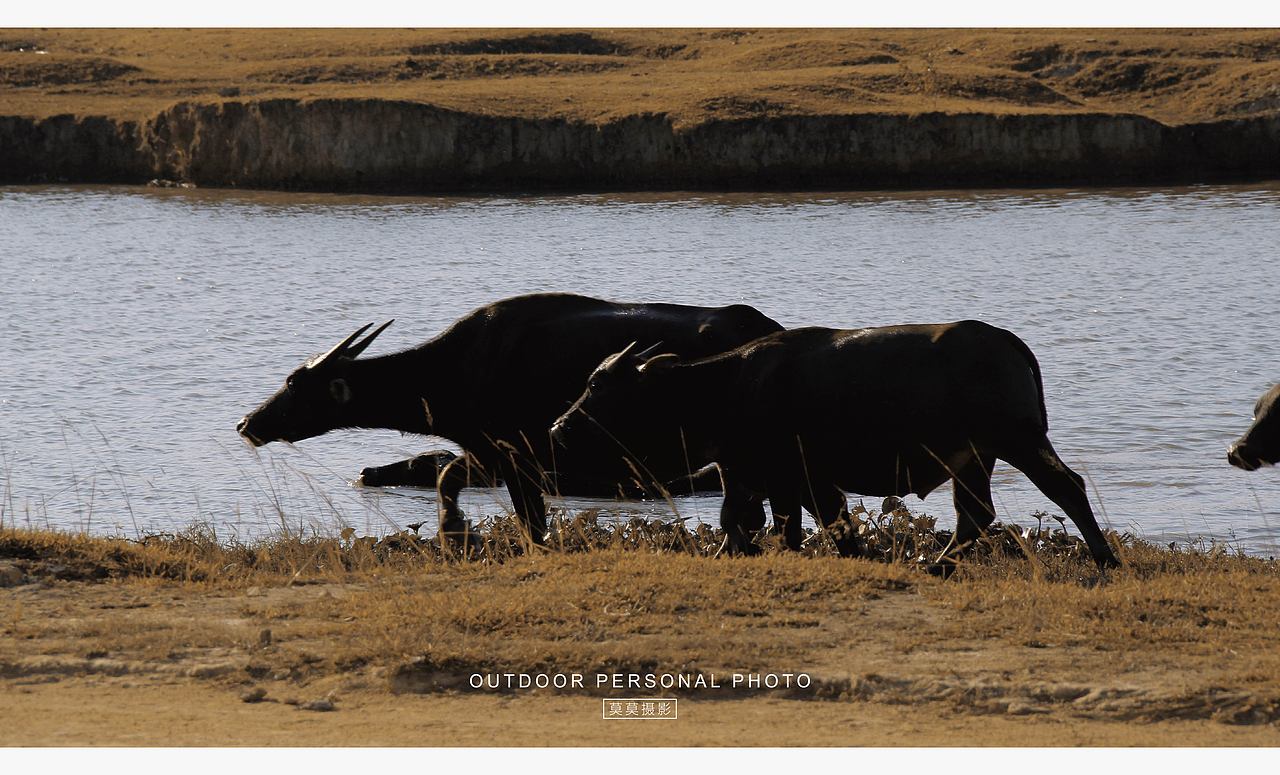 最终还是来放牛了（图ZMzgwNDExODE2） - 人文/纪实摄影 - 站酷设计师莫莫摄影原创素材 - 站酷ZCOOL