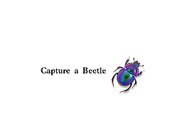 capture a beetle
