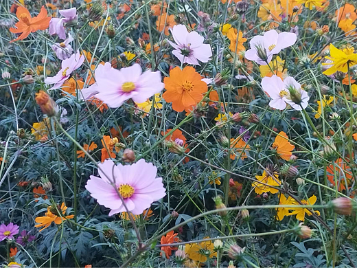 波斯菊