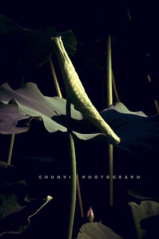 【2024年 / 第16年拍荷 / 荷有四季，常乐我净】（图ZMzgwNDg4MzY4） - 时尚/艺术摄影 - 站酷设计师Chunyi纯一原创素材 - 站酷ZCOOL