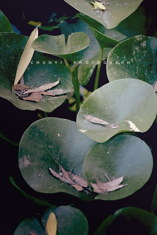 【2024年 / 第16年拍荷 / 荷有四季，常乐我净】（图ZMzgwNDg4Mzcy） - 时尚/艺术摄影 - 站酷设计师Chunyi纯一原创素材 - 站酷ZCOOL