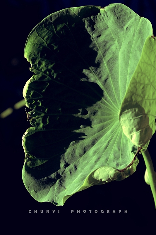 【2024年 / 第16年拍荷 / 荷有四季，常乐我净】（图ZMzgwNDg4Mzg4） - 时尚/艺术摄影 - 站酷设计师Chunyi纯一原创素材 - 站酷ZCOOL