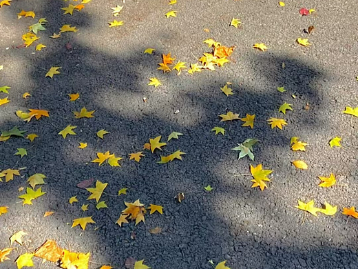 秋天的落叶