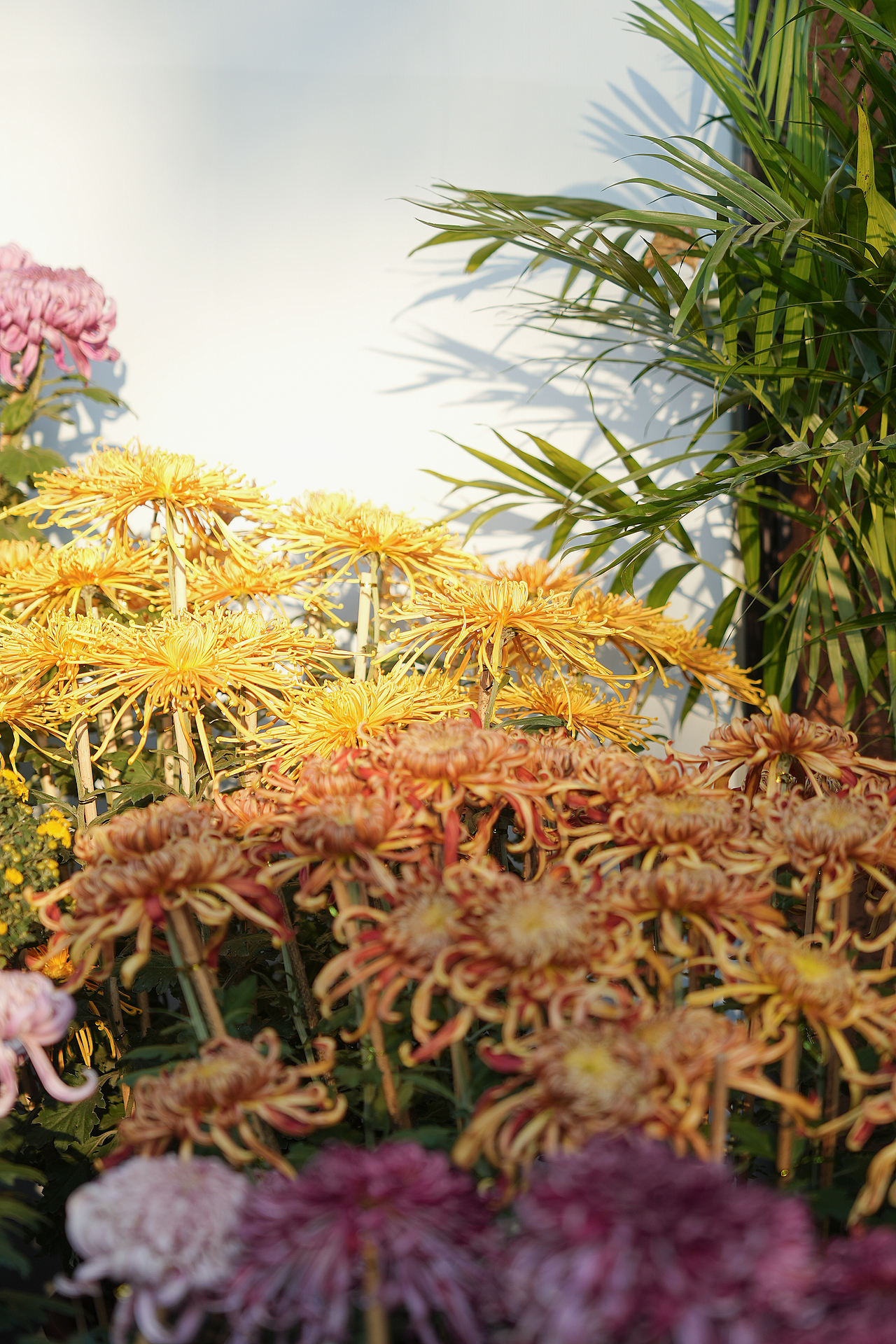 采菊东篱下,悠然见南山