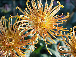 采菊东篱下,悠然见南山