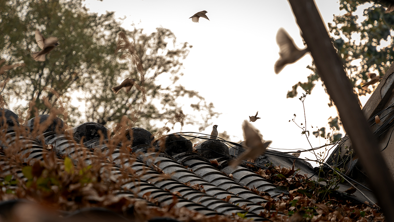 北京胡同里的秋天