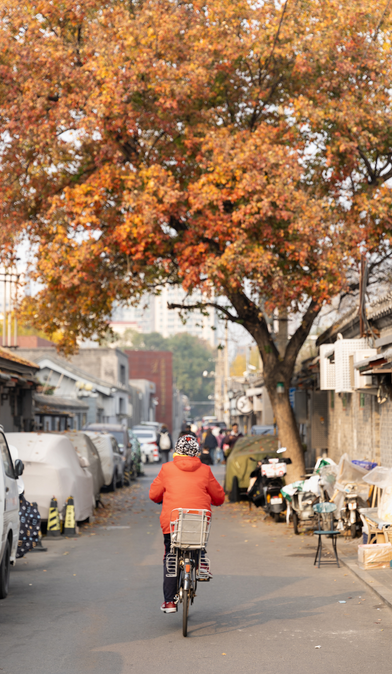 北京胡同里的秋天